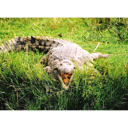 Sparkly Selections Crocodile on the Nile River Diamond Painting Kit, Square Diamonds